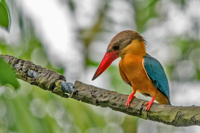 Stork-billed Kingfisher