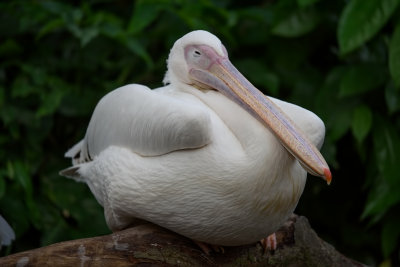 Great white Pelican