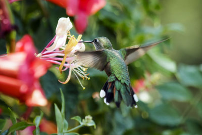 Hummingbird_1_8_12_18.jpg
