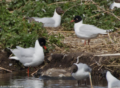 SortHovedet Mge, Denmark May
