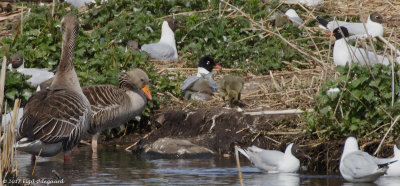 SortHovedet Mge, Denmark May
