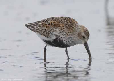 Almindelig Ryle (Calidris alpina)