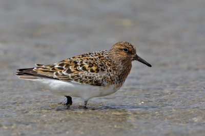 Sandlber summer plummage