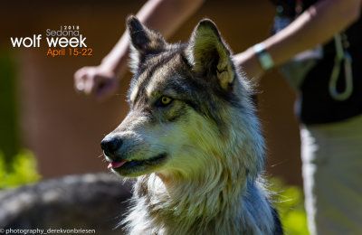 030_sedona-wolf-week-plan-b.jpg