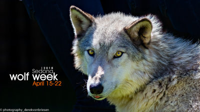 035_sedona-wolf-week-plan-b.jpg