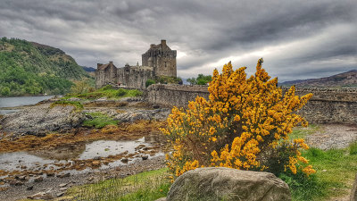 Eilean Donan castle and Gorse