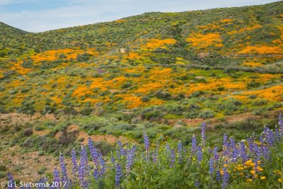 Lupine and Poppies 579.jpg
