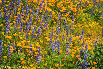 Poppies and Lupine 573.jpg