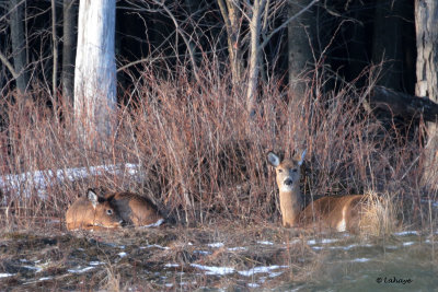 Cerfs de Virginie