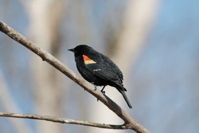 Carouge à épaulettes male / Agelaius phoeniceus / Red-winged Blackbird