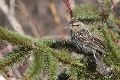 Carouge  paulettes femelle / Agelaius phoeniceus / Red-winged Blackbird