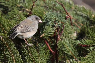 Junco ardois femelle / Junco hyemalis / Dark-eyed Junco