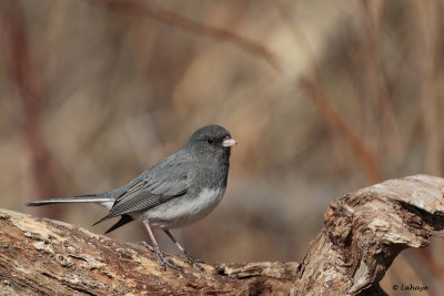 Junco ardoisé male / Junco hyemalis / Dark-eyed Junco