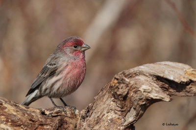 Roselin familier male / Carpodacus mexicanus / House Finch