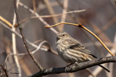 Roselin familier femelle / Carpodacus mexicanus / House Finch