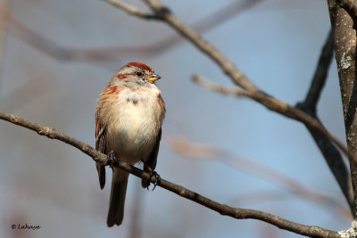 Bruant hudsonien / Spizella arborea / American Tree Sparrow
