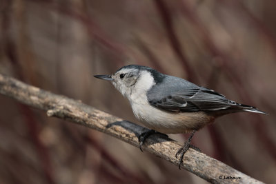 Sittelle  poitrine blanche / Sitta carolinensis / White-breasted Nuthatch