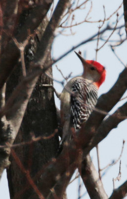 Pic  ventre roux / Melanerpes carolinus / Red-bellied Woodpeeker