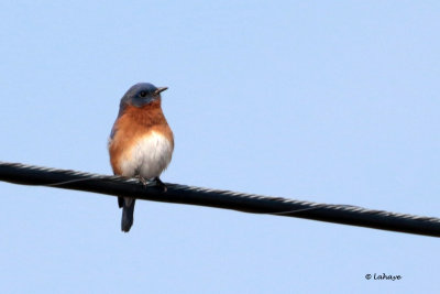 Merlebleu de l'Est / Sialia sialia / Eastern Bluebird