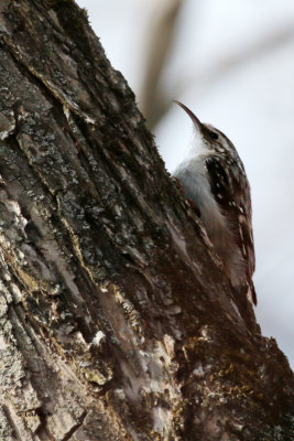 Grimpereau brun / Certhia americana / Brown Creeper