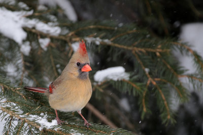 Cardinal rouge femelle / Cardinalis cardinalis / Northern Cardinal