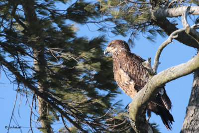 Pygargue  tte blanche 2 ans / Haliaetus leucocephalus / Bald Eagle