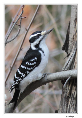 Pic chevelu / Picoides villosus / Hairy Woodpecker