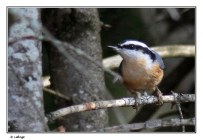 Sittelle  poitrine rousse / Sitta canadensis / Red-breasted Nuthatch