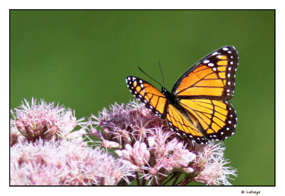 Vice-roi (Limenitis archippus)