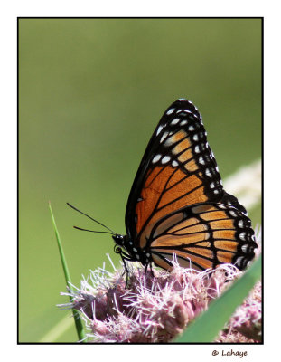 Vice-roi (Limenitis archippus)