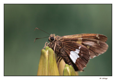 Hespérie à taches argentées / Epargyreus clarus / Silver-spotted Skipper
