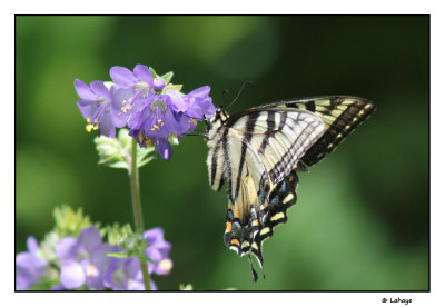 Papillon tigr du Canada / Papilio canadensis