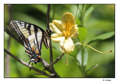Papillon tigr du Canada / Papilio canadensis