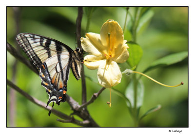 Papillon tigré du Canada / Papilio canadensis