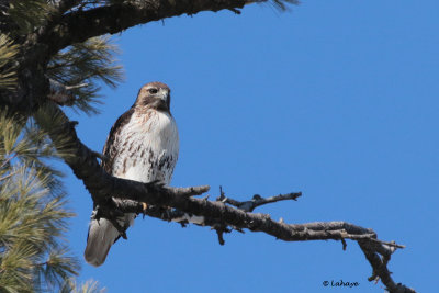 Buse à queue rousse / Buteo jamaicensis / Red-tailed Hawk