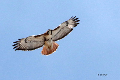 Buse  queue rousse / Buteo jamaicensis / Red-tailed Hawk