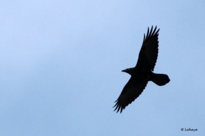 Grand Corbeau / Corvus cprax / Common Raven