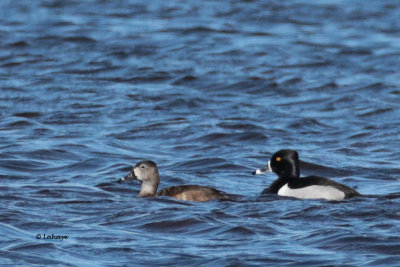 Fuligule à collier / Aythya collaris / Ring-necked Duck
