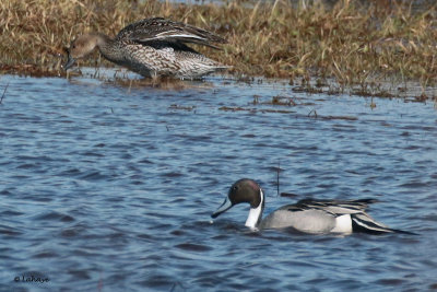 Canards pilet / Anas acuta / Northern Pintail