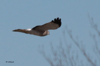 Busard Saint-Martin / Circus cyaneus / Northern Harrier