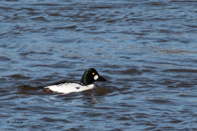 Garrot  oeil d'or male / Bucephala clangula / Common Goldeneye