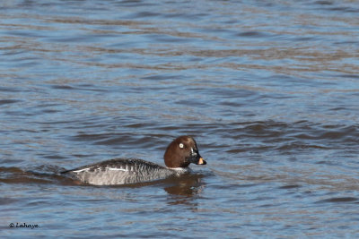 Garrot  oeil d'or fem. / Bucephala clangula / Common Goldeneye