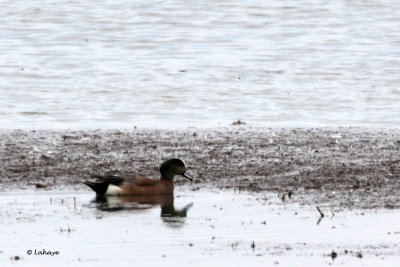 Canard d'Amérique / Anas americana / American Wigeon