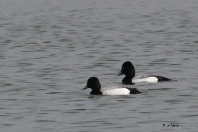 Petits fuligules / Aythya affinis / Lesser Scaup