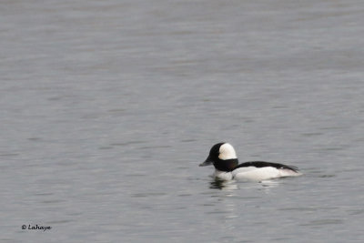 Petit garrot male / Bucephala albeola / Bufflehead