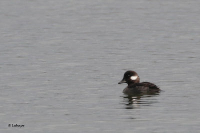 Petit garrot femelle / Bucephala albeola / Bufflehead