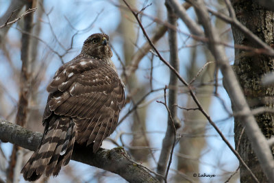 pervier de Cooper juvnile / Accipiter cooperii / Cooper's Hawk