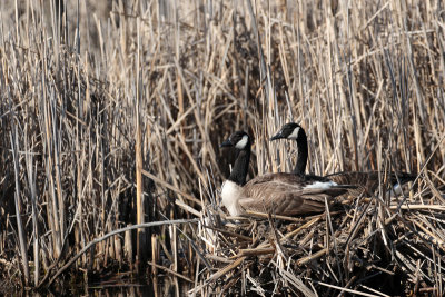 Bernaches du Canada / Branta canadensis / Canada Geese