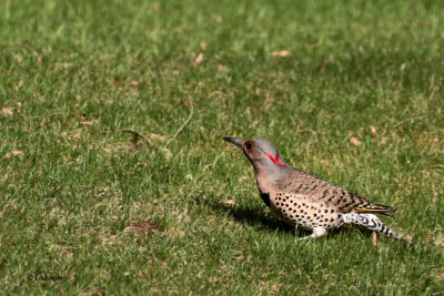 Pic flamboyant / Colaptes auratus / Northern Flicker