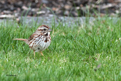 Bruant chanteur / Melospiza melodia / Song Sparrow